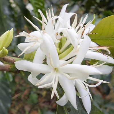 Colombia Kachalu Cafeïnevrij Organic Espresso