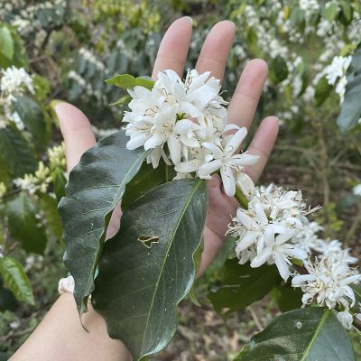 Colombia Santander Organic Filter